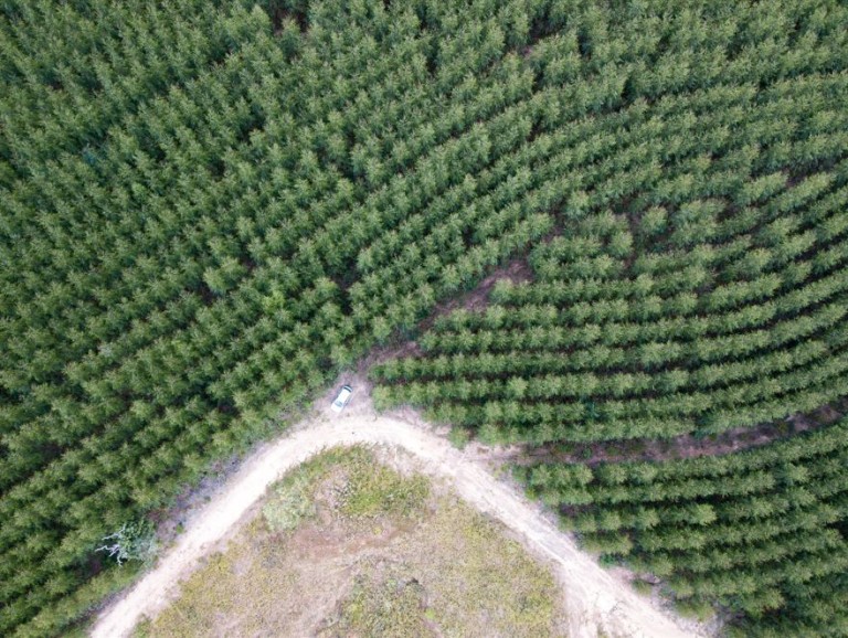 Dimensione Turismo sostiene il Community Reforestation Project a Giava, Indonesia